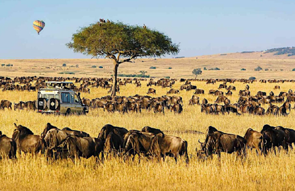 African Safari